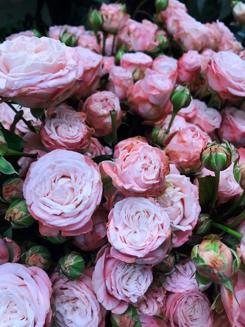 A close-up view of a bouquet of fresh pink roses and ranunculus flowers, arranged tightly together with some buds still unopened. The petals are soft and ruffled, showcasing shades of pale pink and bl