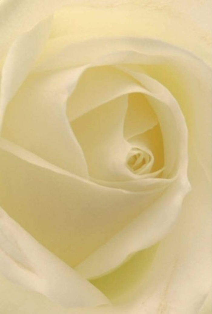 Viewed up close, this classic white rose reveals an intricate play of light and texture-a masterwork of nature and florist's skill, reminiscent of an early morning stroll through the tranquil lanes of St James's. Layers of creamy white petals gently spiral toward a luminous core, their matte surfaces conjuring the sensation of silk against the skin. Subtle shadows and soft highlights flow through each delicate fold, lending the bloom an ethereal glow that seems to illuminate the image from within. Every petal is perfectly placed, balanced between softness and resilience, mirroring the refined grace of floral arrangements often seen in the grand establishments along Pall Mall or Piccadilly. As a florist in this elegant London neighbourhood, I'm reminded of how such a rose becomes the heart of a heartfelt gesture-be it a romantic proposal, an elegant wedding centrepiece, or a message of sincere sympathy. Its subtle scent, fresh and serene, rises gently as if to greet you, filling the space with a quiet assurance that every arrangement from St James's Florist carries deep meaning and artistry. The image, like the flower itself, is suffused with a sense of tranquility and dignified celebration, perfectly suited to any occasion graced by refined beauty.
